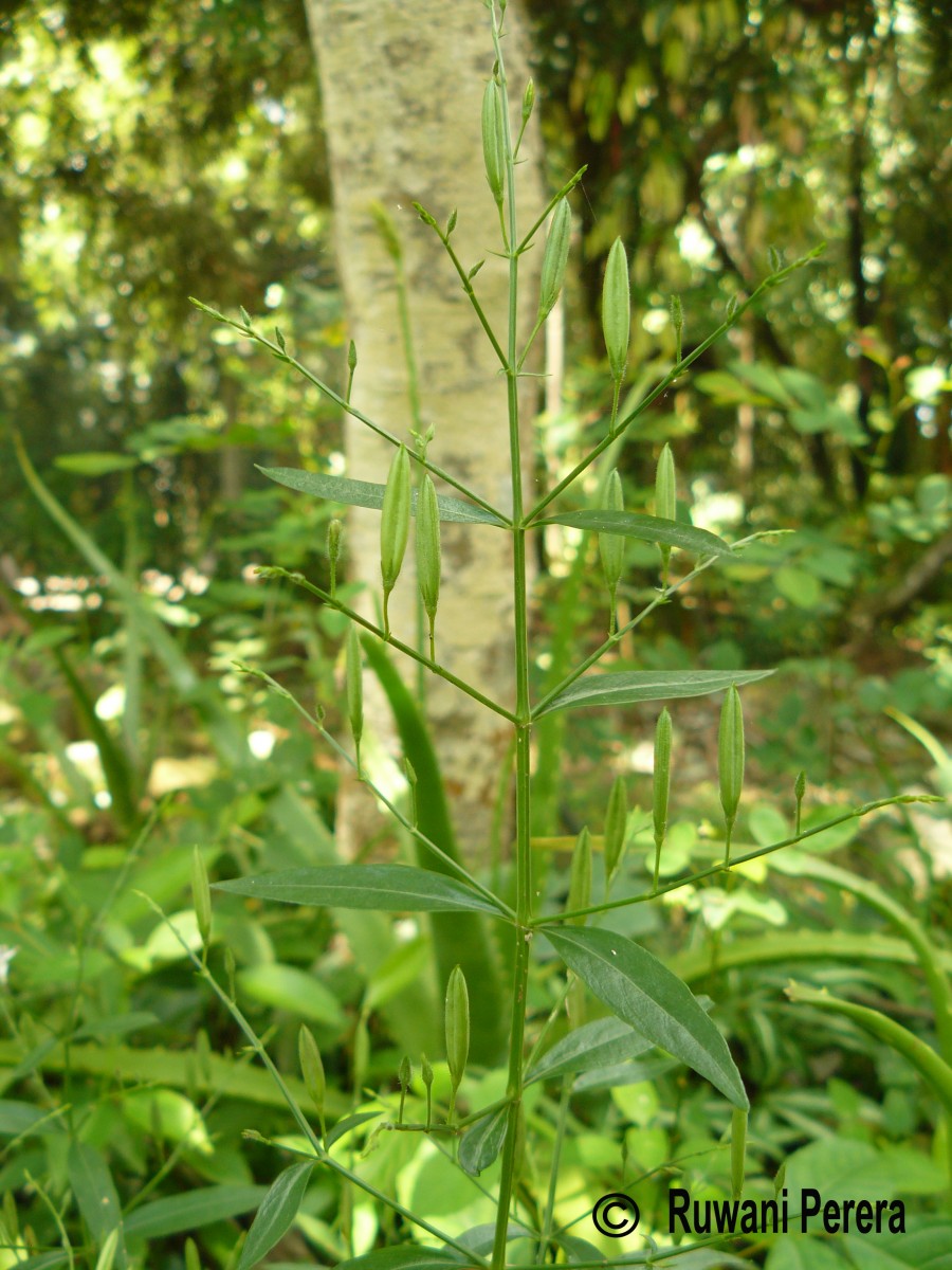 Andrographis paniculata (Burm.f.) Nees